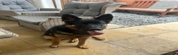 German Shepherd dogs for sale: 9month old German shepherd  - Advert 1