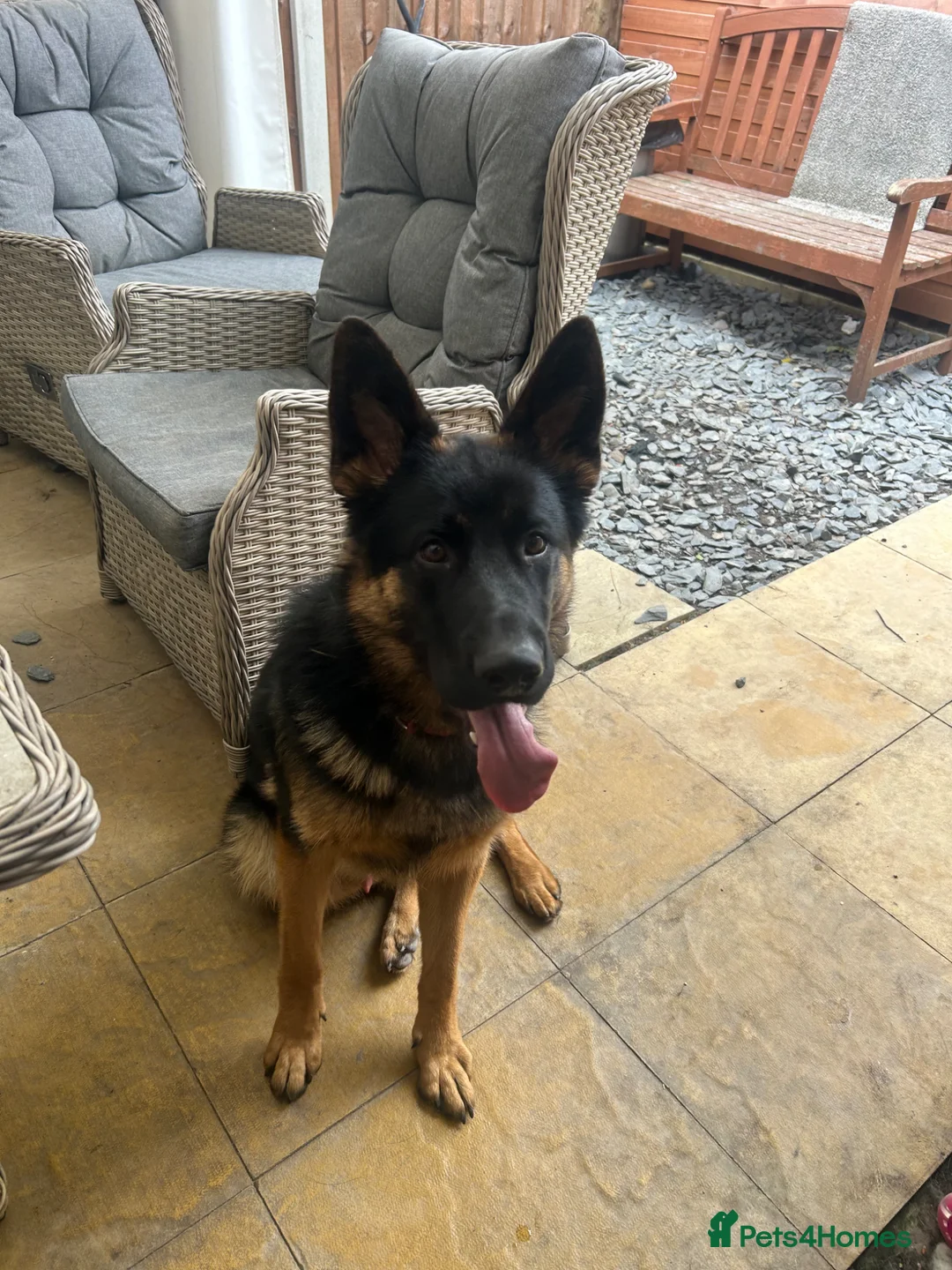 German Shepherd dogs for sale: 9month old German shepherd  - Advert 1