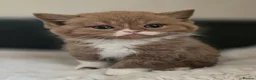 British Shorthair cats for sale: Beautiful British longhair kittens 🤎🧸  - Advert 17