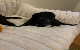 Mixed Breed dogs for sale: Bedlington Whippet - Image 8