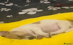 Mixed Breed dogs for sale: Jack Russell cross - Image 2