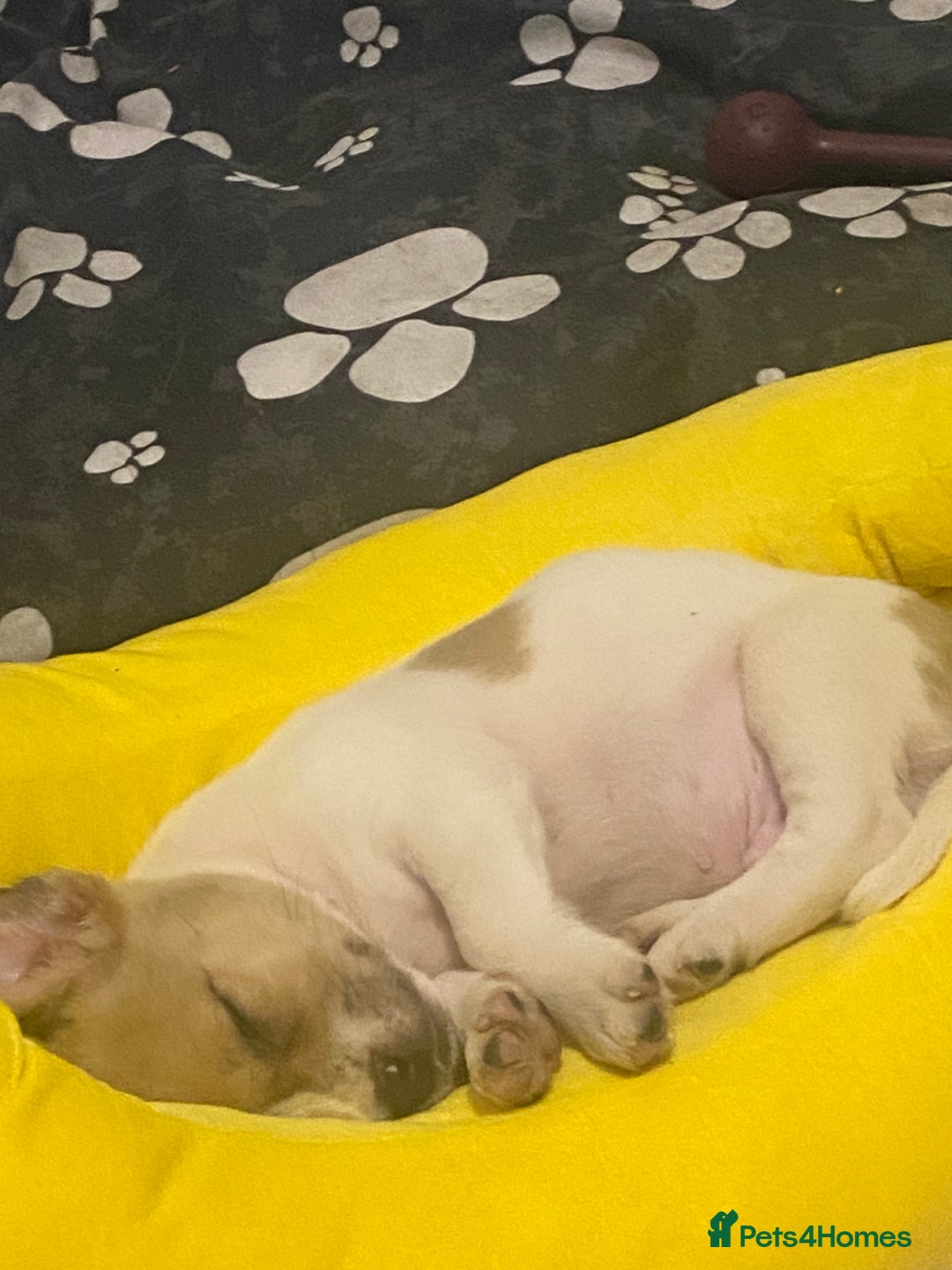 Mixed Breed dogs for sale: Jack Russell cross - Image 2