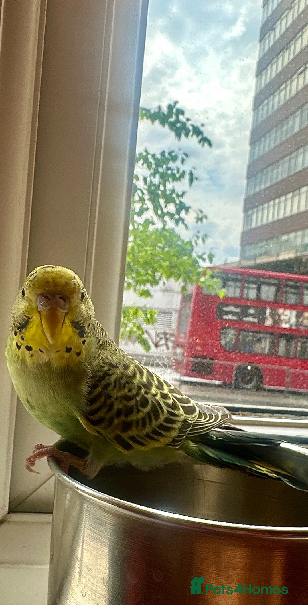 Budgerigars birds for sale: Beautiful girl  in Romford - Advert 2