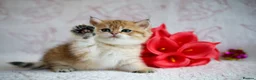 British Shorthair cats for sale: British shorthair available 🦁 - Advert 19