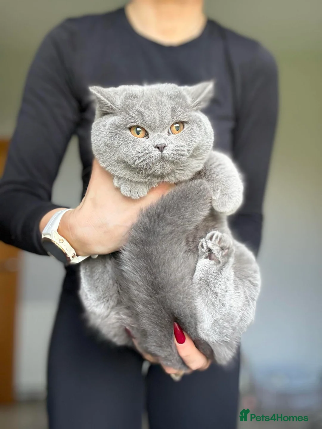 British Shorthair cats for sale: British Shorthair  in Stonehaven - Advert 2