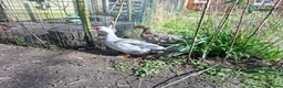 Ducks poultry for sale: Unrelated breeding pairs of Muscovy ducks - Advert 3