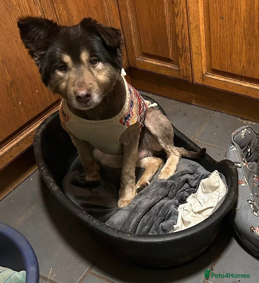 Mixed Breed dogs Meet Phoenix, currently residing in Mid Glamorgan - Advert 1