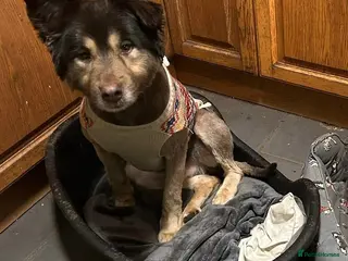 Mixed Breed dogs Meet Phoenix, currently residing in Mid Glamorgan - Advert 1