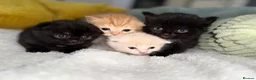 Scottish Fold cats for sale: Scottish fold and straight  in Bournemouth - Advert 9