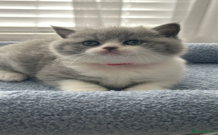British Shorthair cats - Advert 15