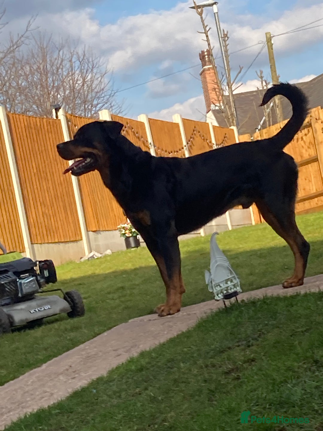 Rottweiler dogs for sale: Bruce * Rehome *  - Advert 2