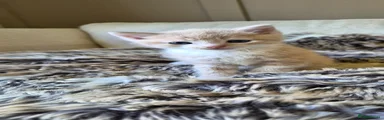 Mixed Breed Kitten 2