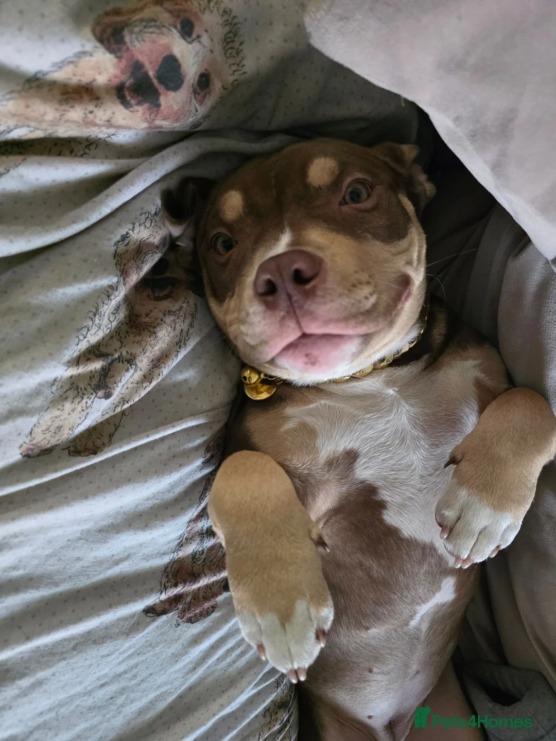 American Bully dogs for sale: Pocket Bully Female  - Advert 3