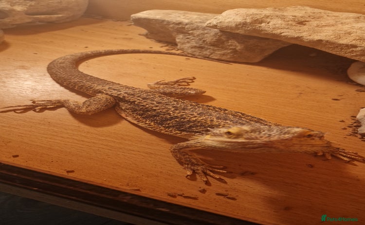 Bearded Dragon reptiles in Llantwit Major - Advert 10