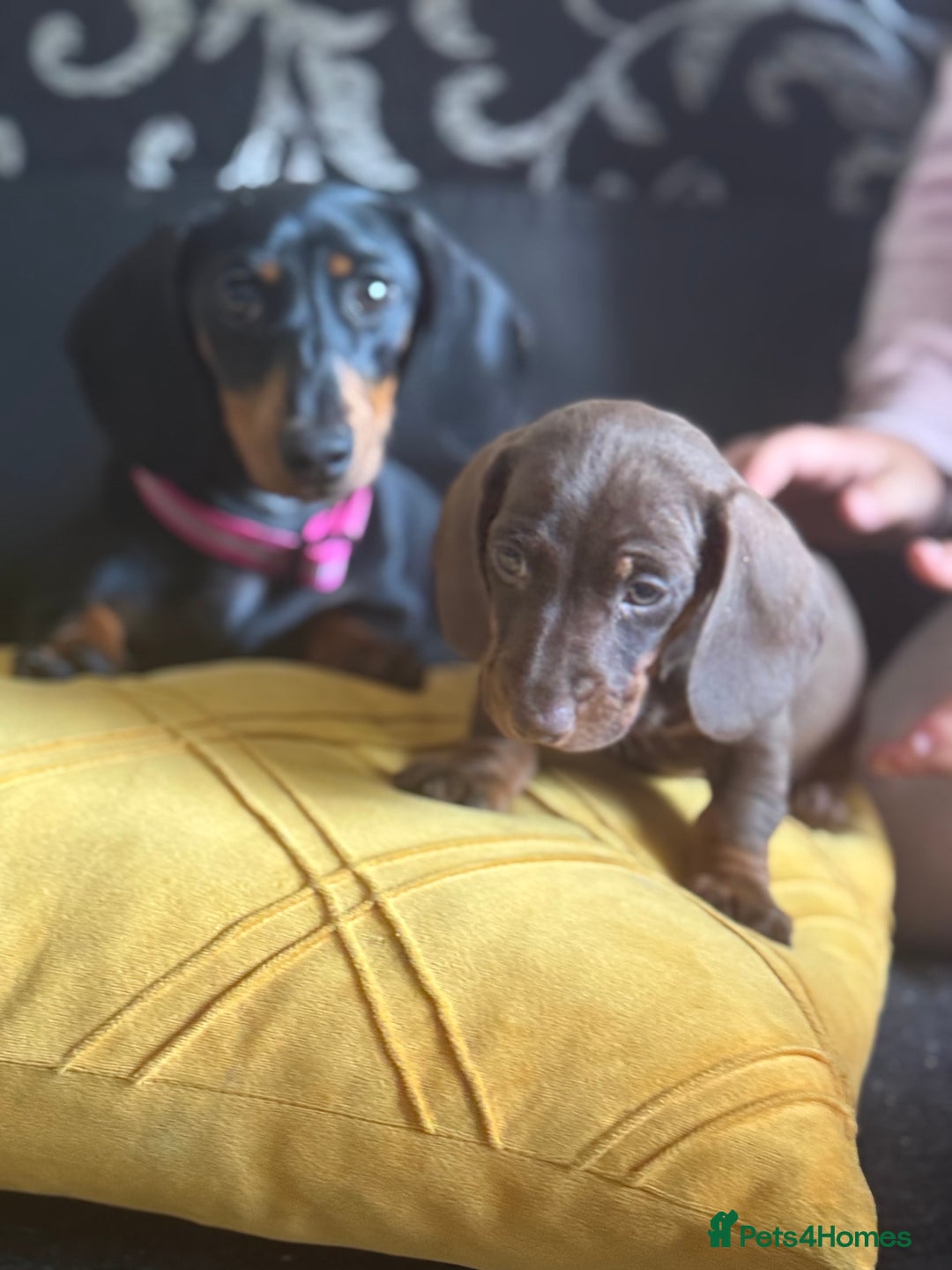 Dachshund dogs for sale: 2 dachshund needing a forever home   - Image 9