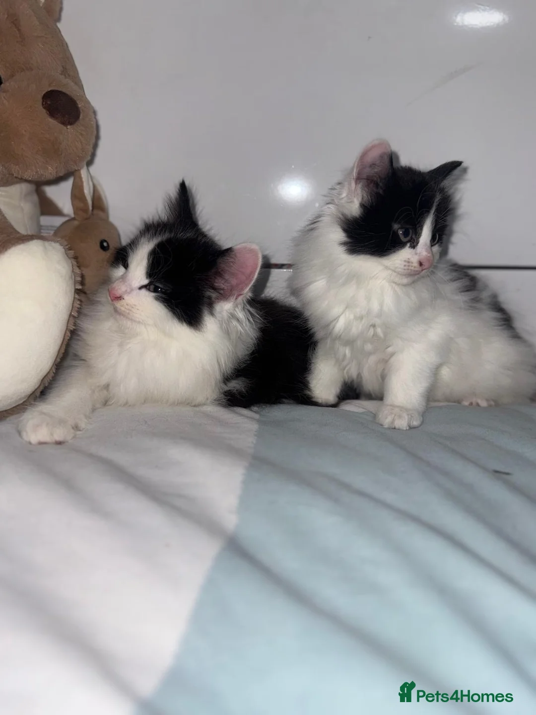Mixed Breed cats for sale: Black and white kittens in West Drayton - Advert 9