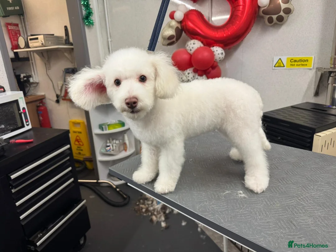 Mixed Breed dogs for sale: Pattapoo puppies poodle x patterdale terrier   - Advert 5