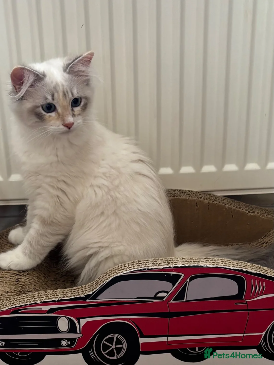 Siberian cats for sale: Beautiful Siberian kittens registered GSSF. - Advert 2