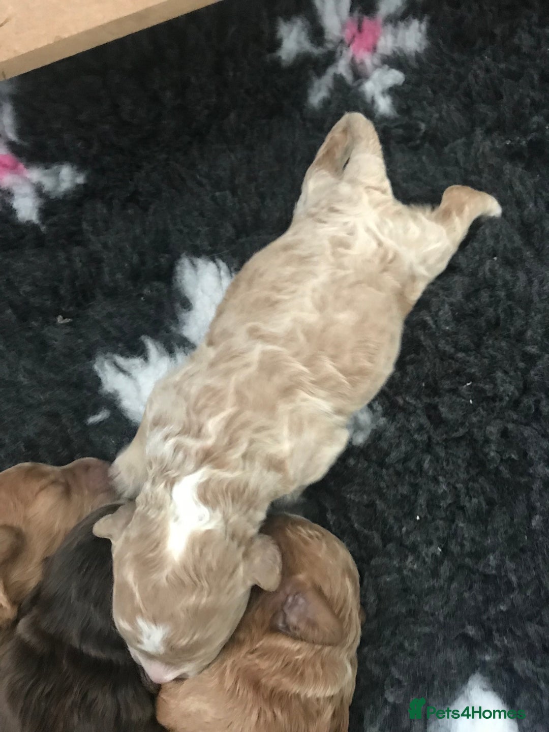 Cockapoo dogs for sale: 4 Beautiful female cockerpoos  - Image 34