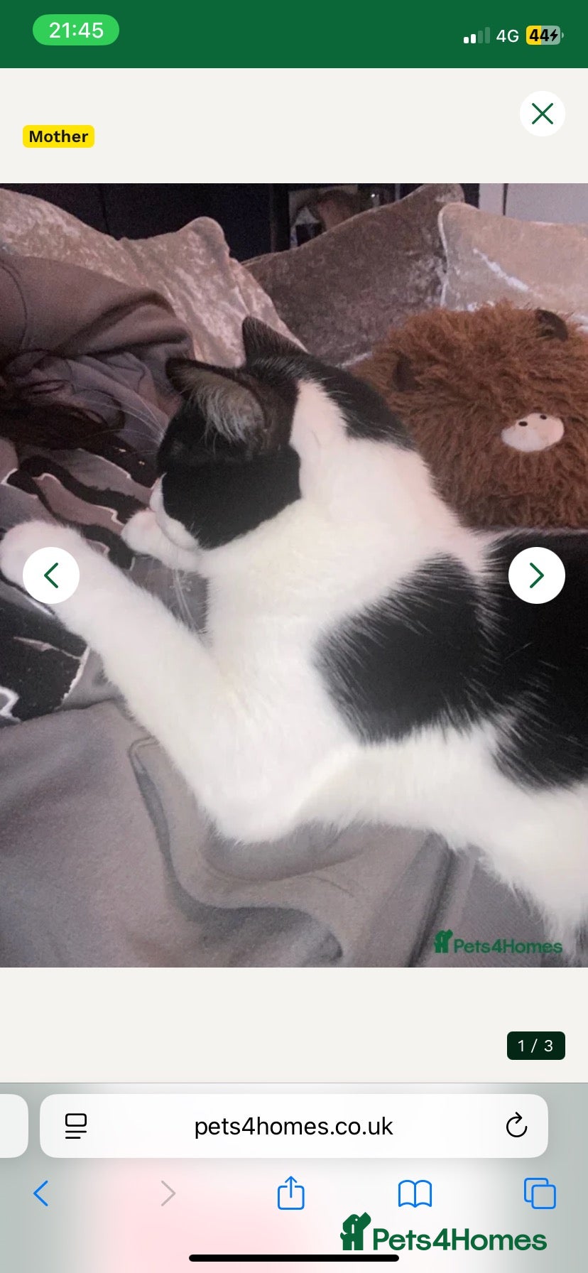 Mixed Breed cats £20 kittens  - Advert 2