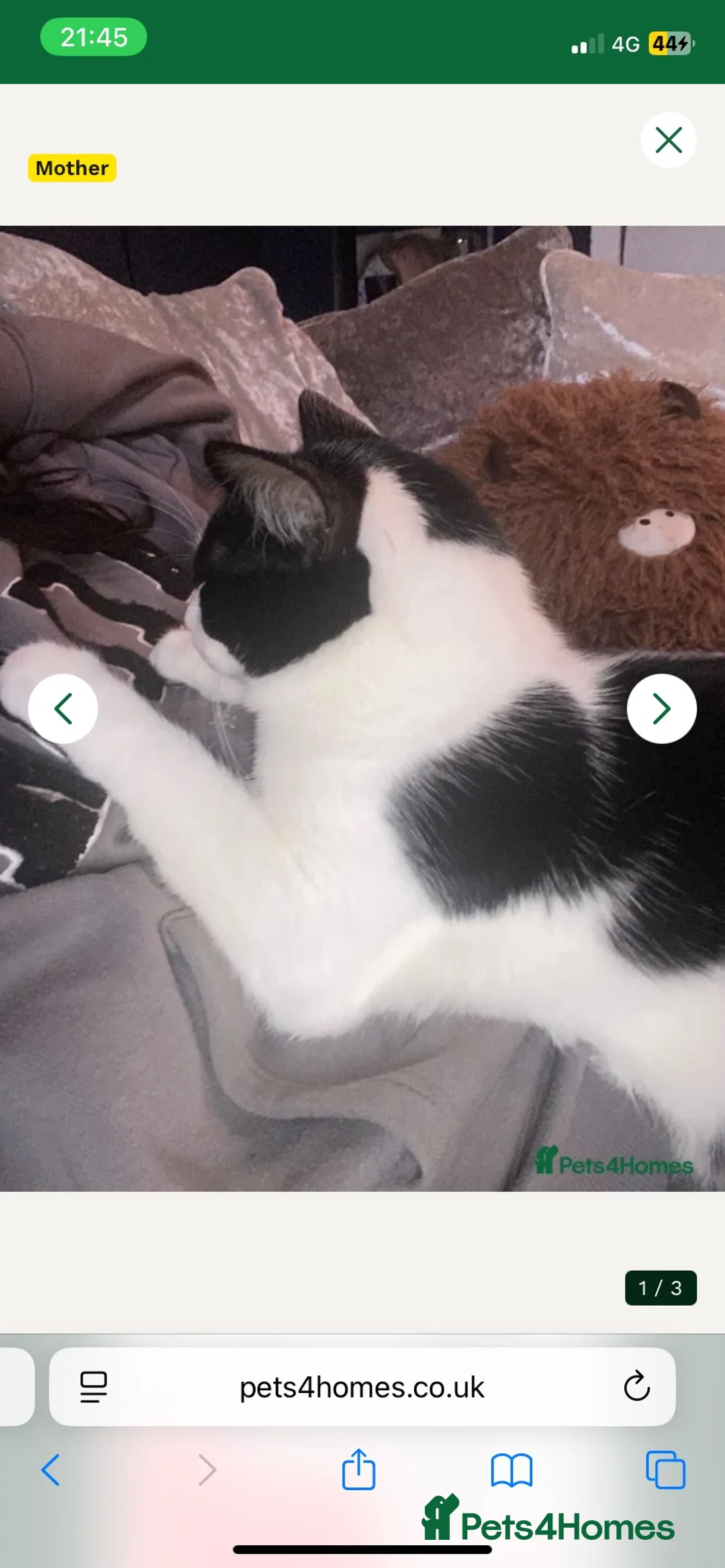 Mixed Breed cats for sale: £20 kittens  - Advert 1