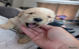 Labradoodle dogs for sale: F1 standard Labradoodle puppies  - Image 31