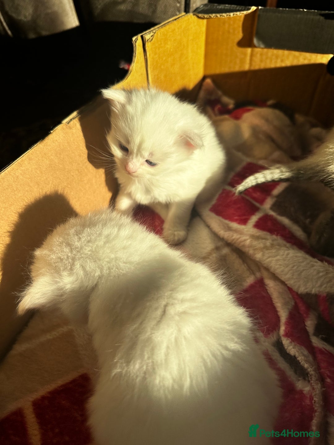 Siamese cats for sale: Siamese x russian blue kittens - Advert 7