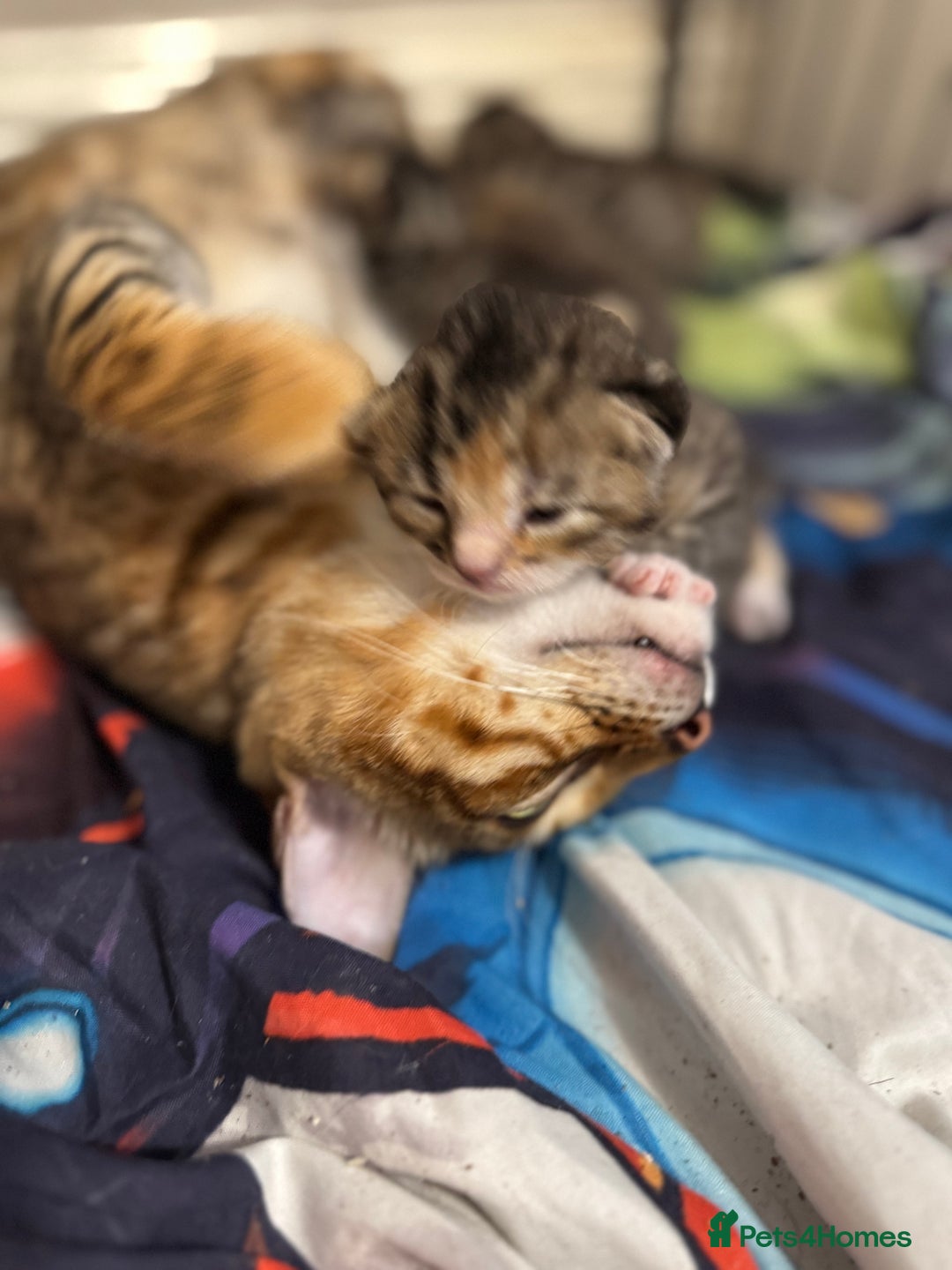 Bengal cats for sale: Bengal cross Maine coon - Image 6