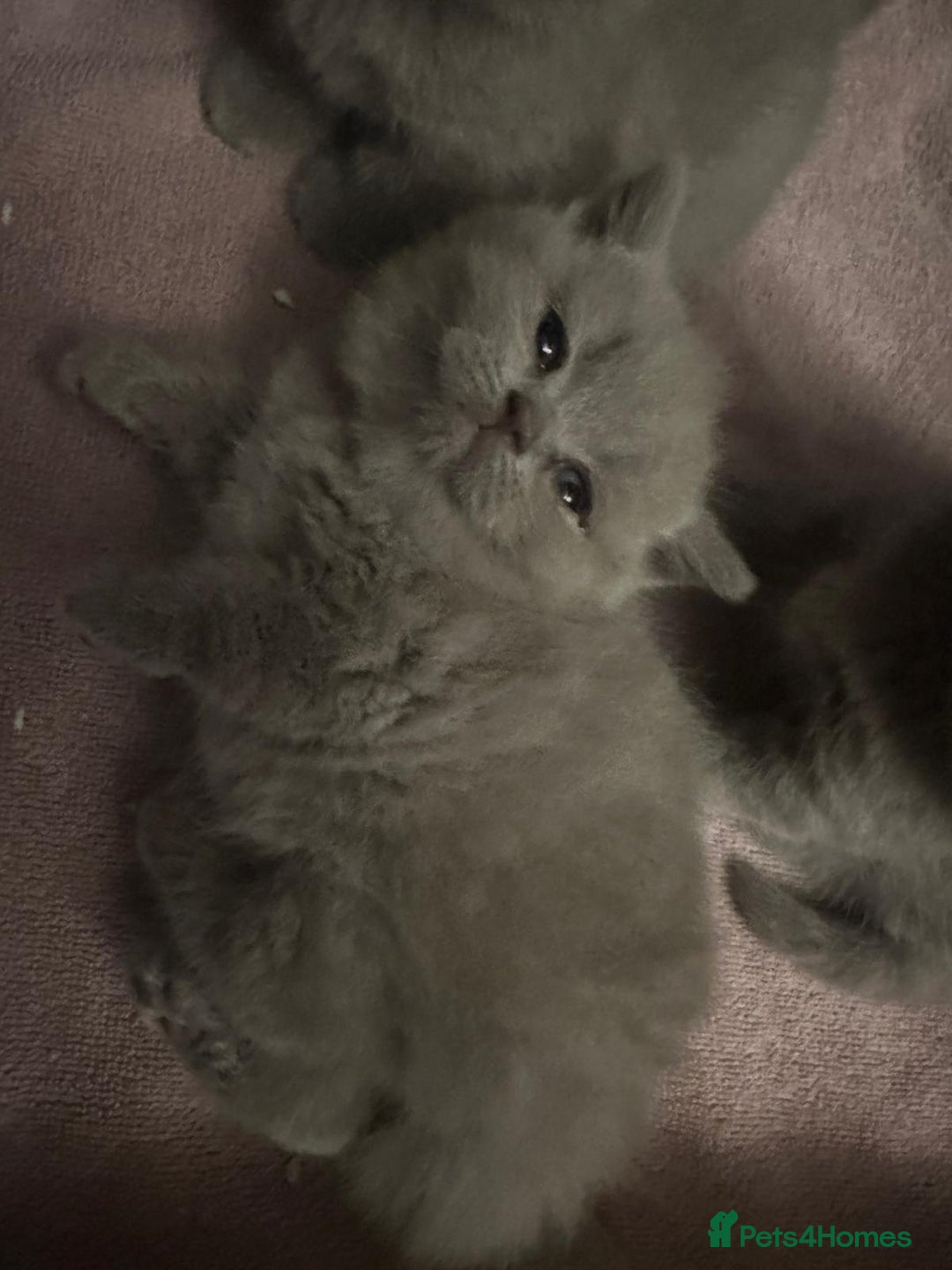 British Shorthair cats for sale: Lilac British Shorthair Kittens – Ready Soon! - Advert 2