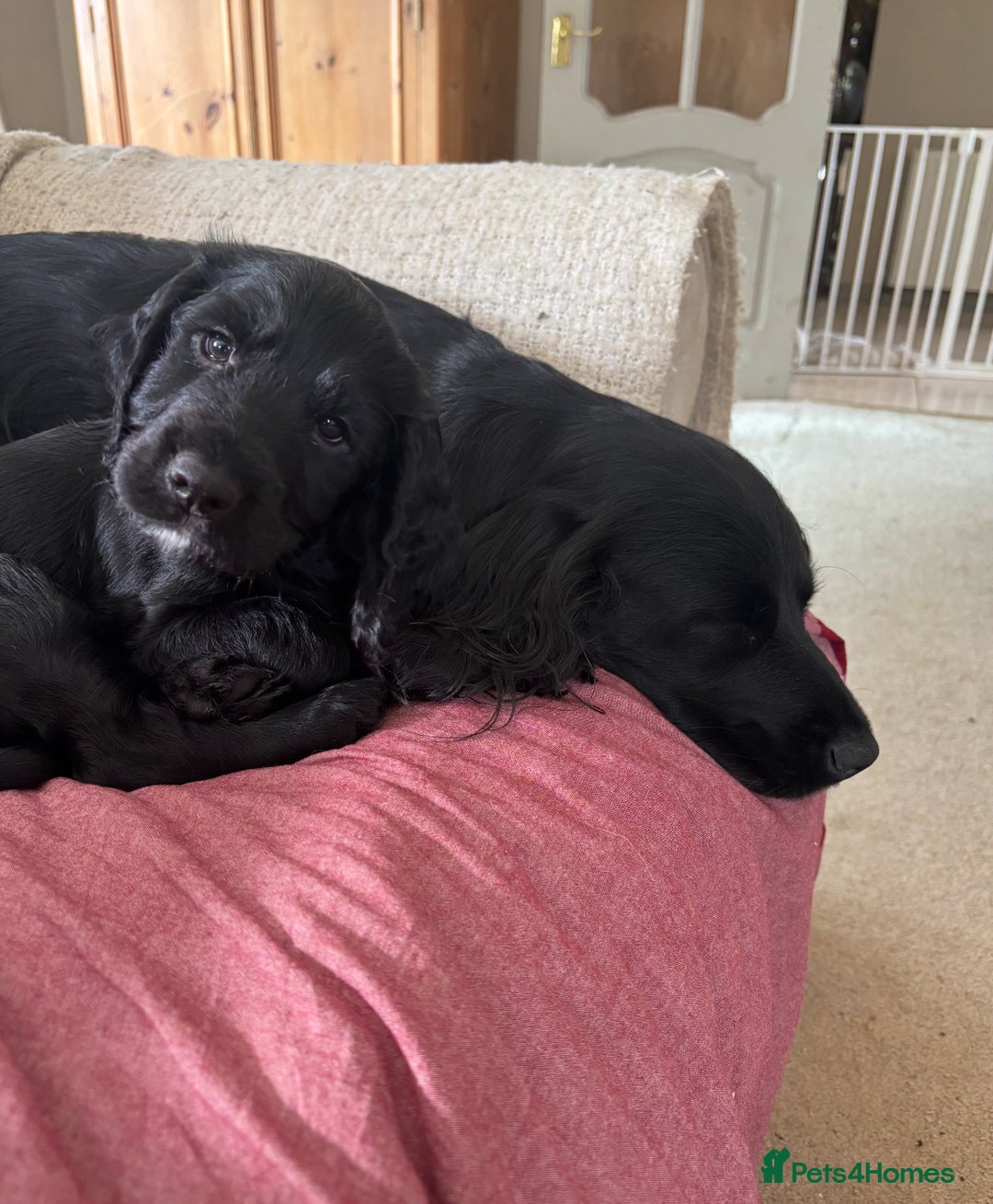 Cocker Spaniel dogs for sale: Beautiful Litter of Cocker Spaniel Puppies  - Image 16