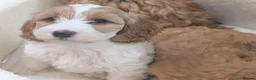 Mixed Breed dogs for sale: 3 beautiful cockapoo X cavapoo pups  - Advert 14