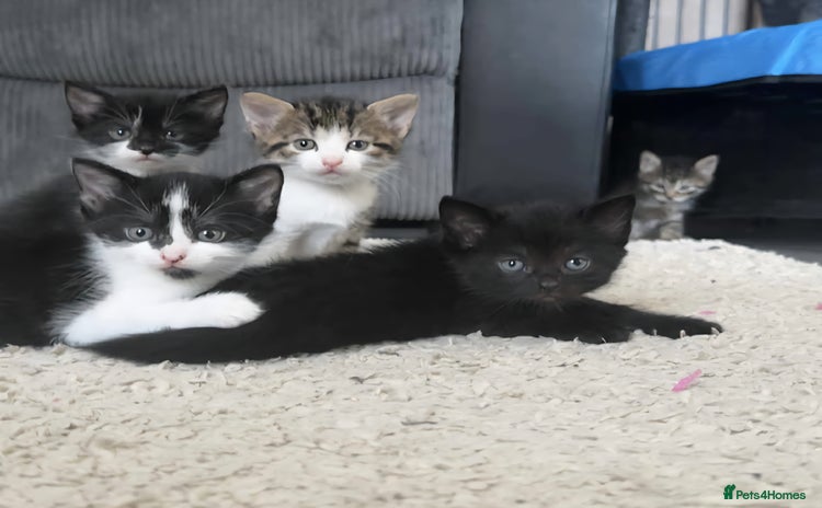 Mixed Breed cats - Advert 1