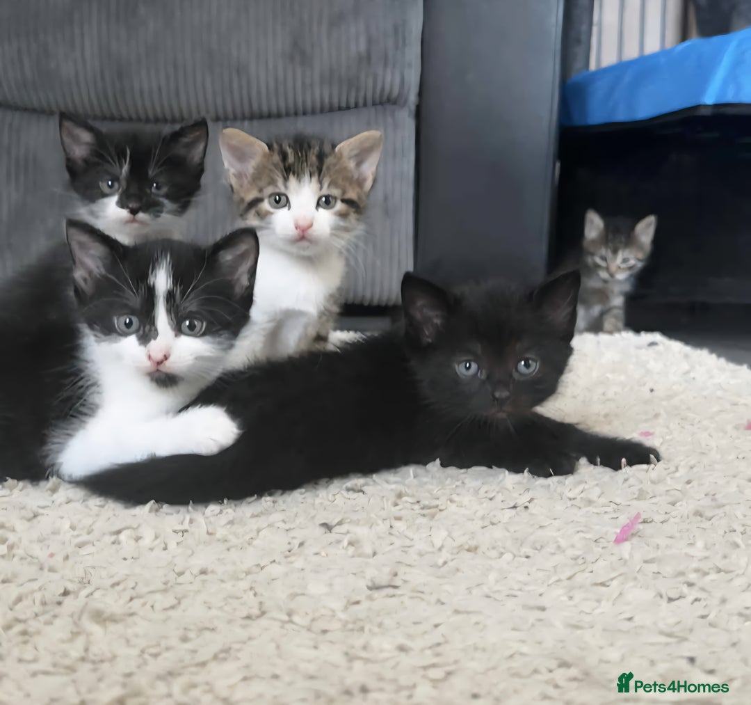 Mixed Breed cats for sale: Kittens - Image 1