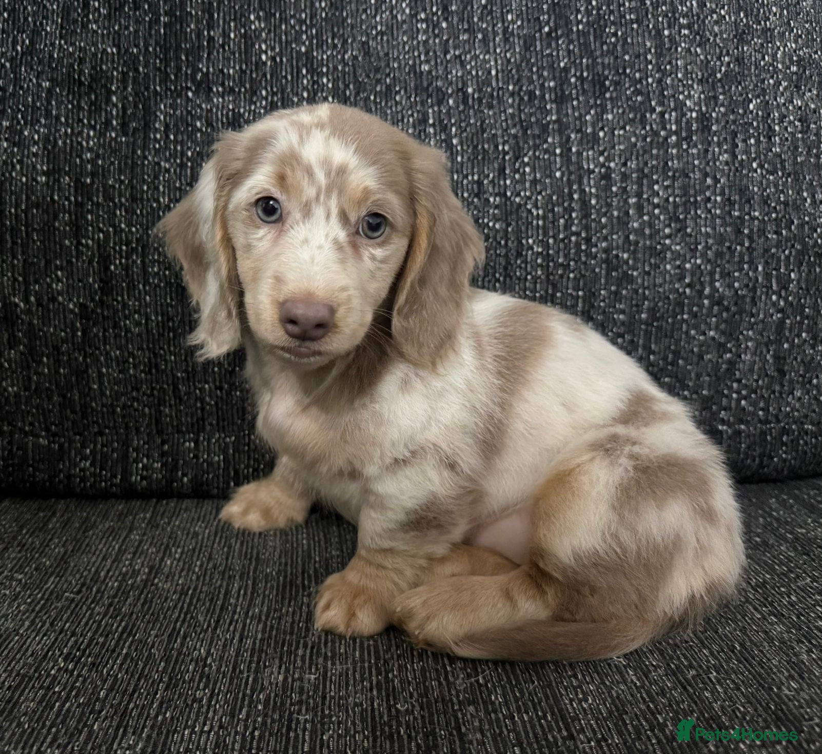 Dachshund dogs Miniature Long haired Daschund - Advert 2