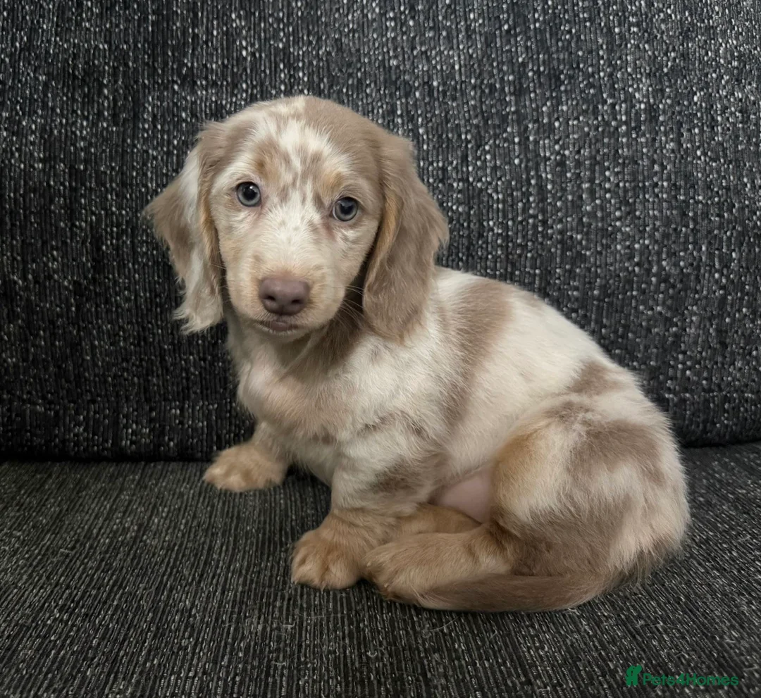Dachshund dogs for sale: Miniature Long haired Daschund in Bootle - Advert 2