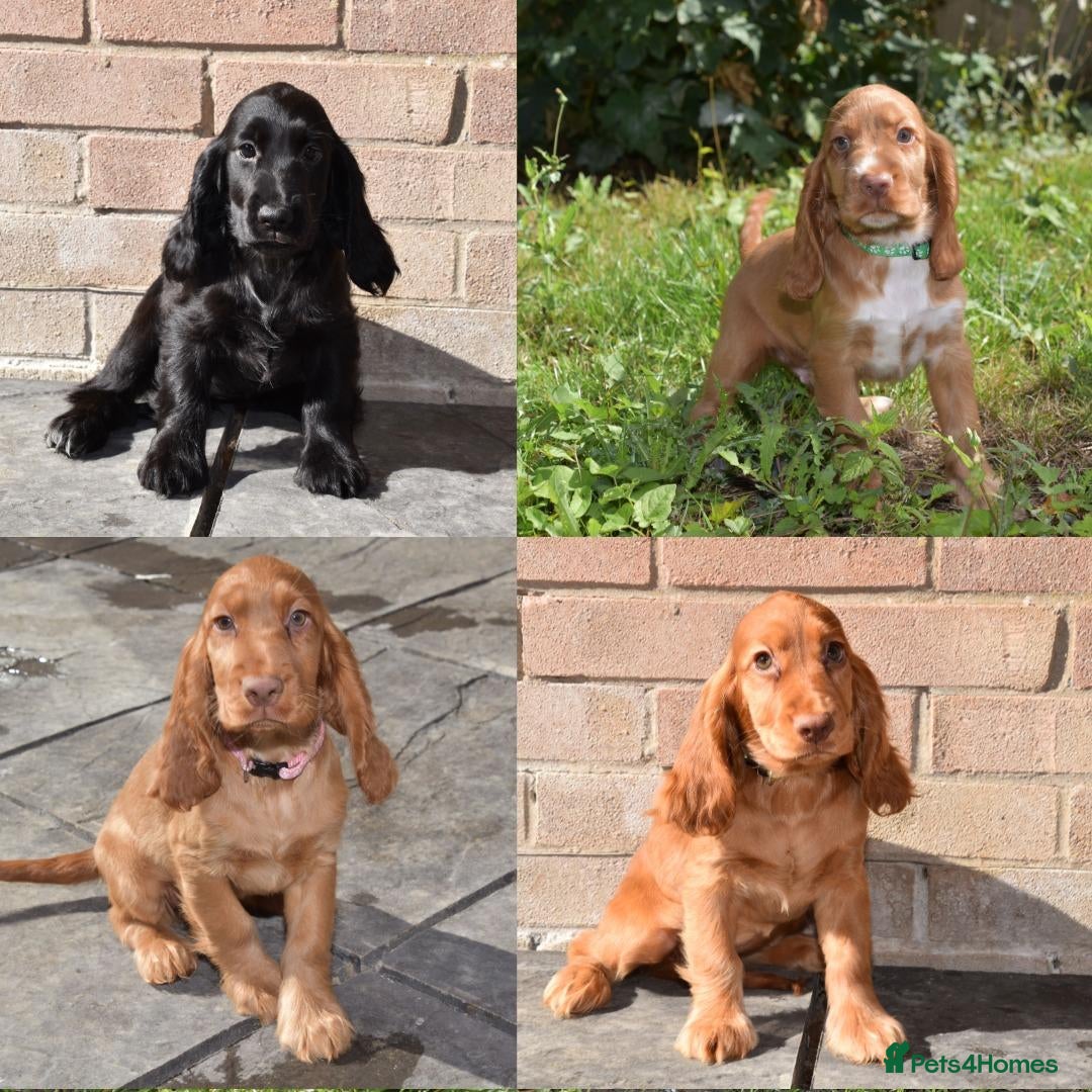 Cocker Spaniel dogs Fully Injected  Ready Now Kc Reg Show Type  - Advert 12