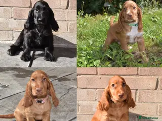 Cocker Spaniel dogs Fully Injected Ready Now Kc Reg Show Type - Advert 12