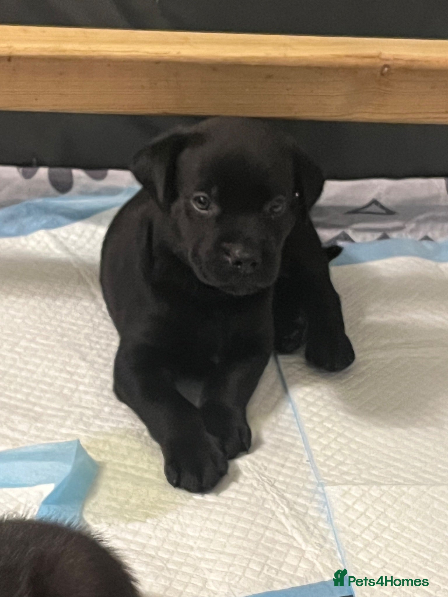 Mixed Breed dogs Rottweiler X Lab puppies ready 17th July  - Advert 10