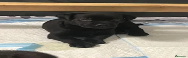 Mixed Breed Puppy 7 (black)