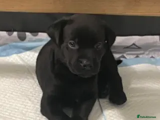 Mixed Breed dogs Rottweiler X Lab puppies ready 17th July - Advert 10