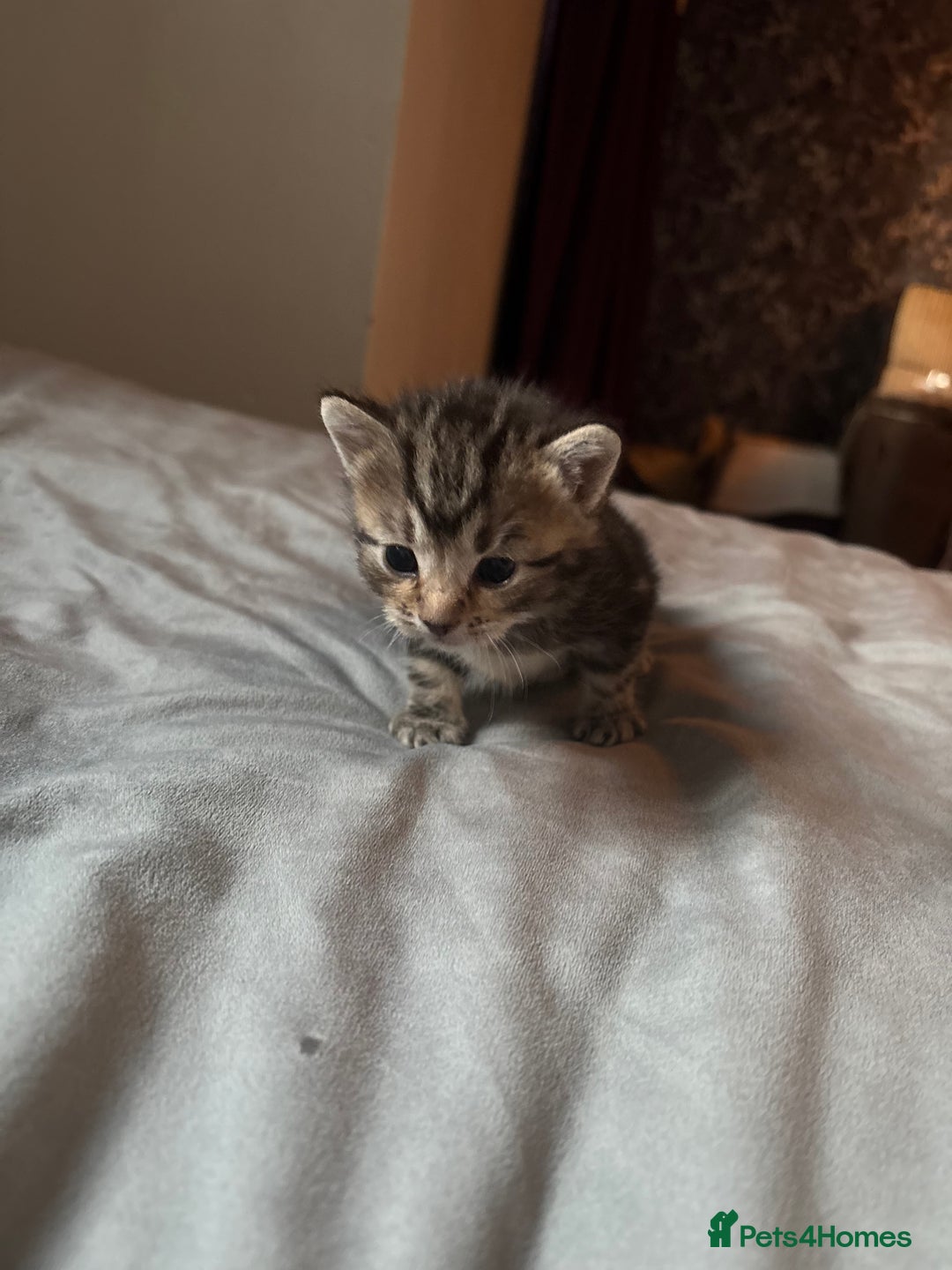 Bengal cats for sale: 2 boys and 2 girls ready asap - Image 2