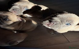 French Bulldog dogs for sale: 🌟 Adorable French Bulldog Puppies - Image 1
