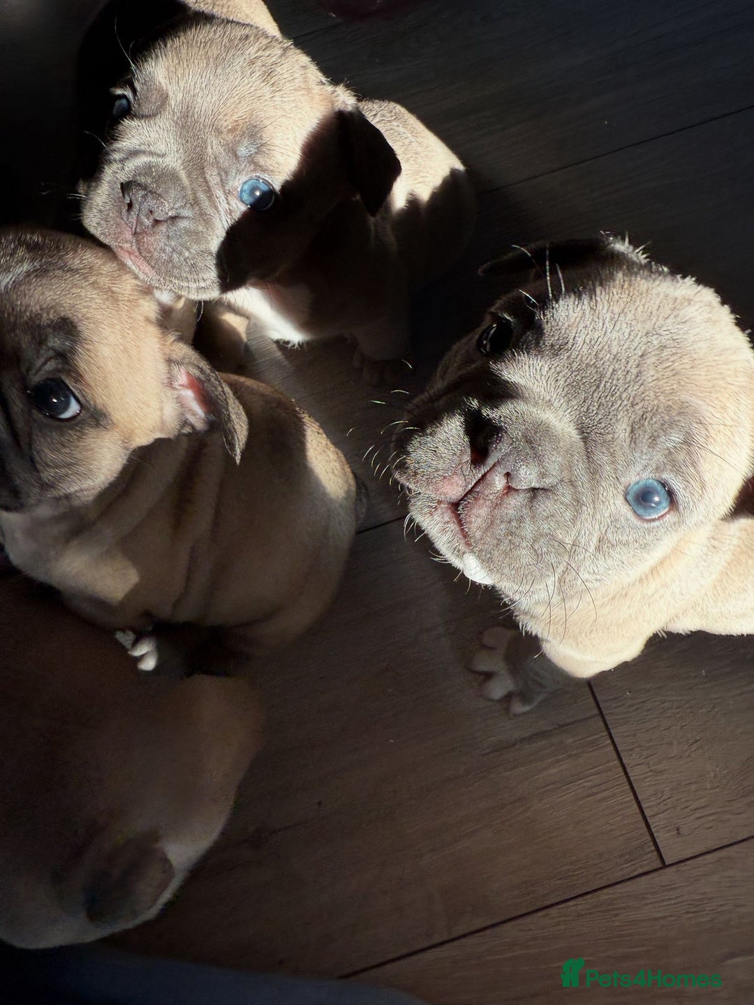 French Bulldog dogs for sale: 🌟 Adorable French Bulldog Puppies - Image 1