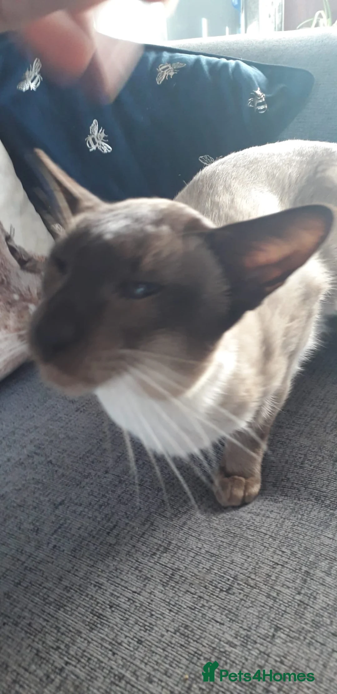 Siamese cats for stud: AT STUD CHOCOLATE POINT SIAMESE (PRA negative) - Advert 2