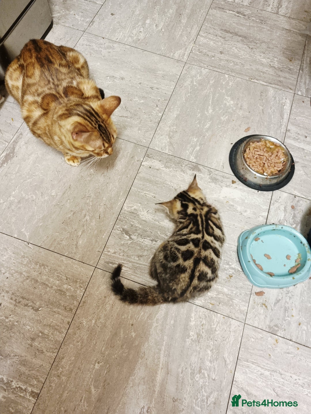 Mixed Breed cats for sale: Half bengal male kitten. Last one left  - Advert 5