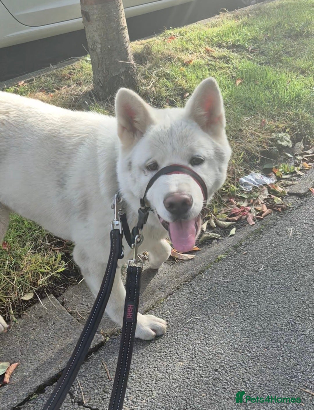 Akita dogs for sale: Remi for sale - Advert 1