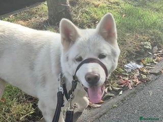 Akita dogs Remi for sale - Advert 1