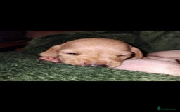 Miniature Dachshund dogs for sale: Exceptional minature cream dachshunds - Image 13