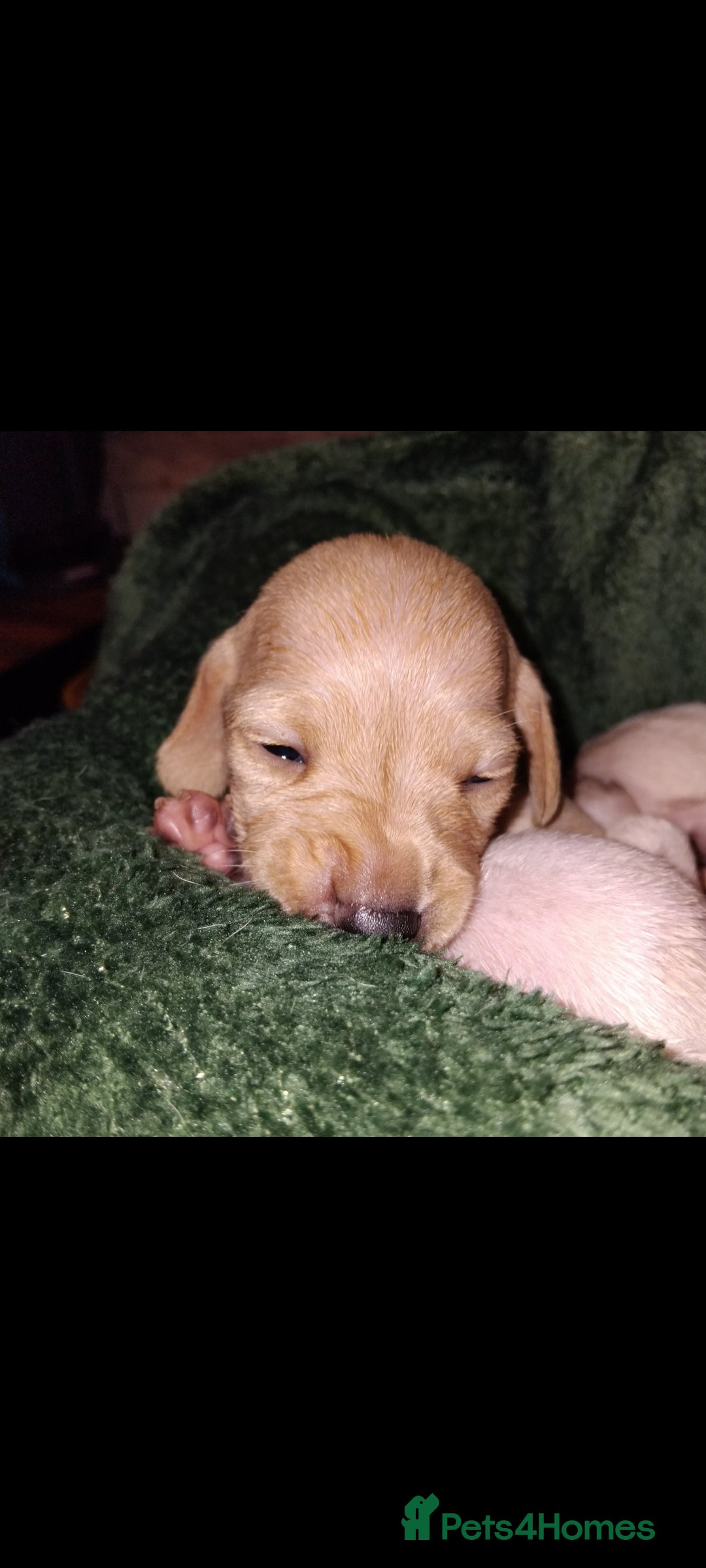 Miniature Dachshund dogs for sale: Exceptional minature cream dachshunds - Image 13