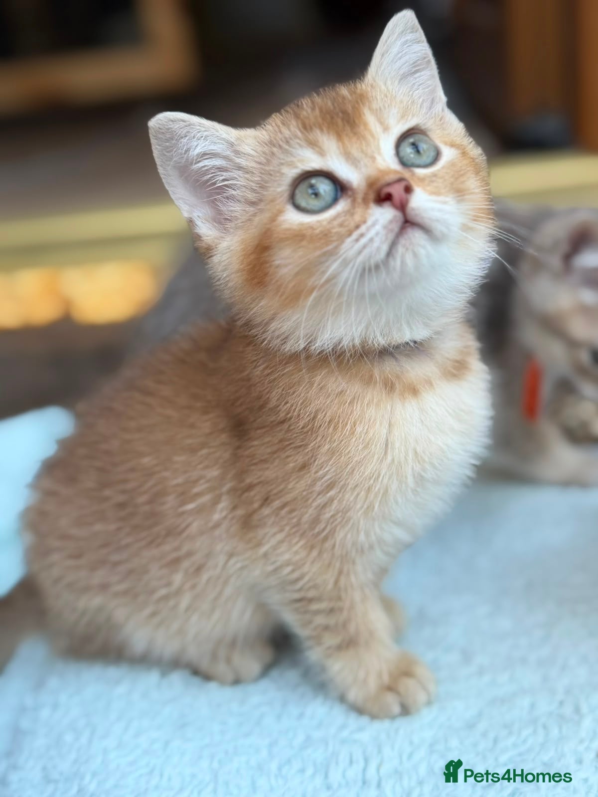 British Longhair cats TICA BRITISH SHORTHAIR & LONGHAIR KITTENS  - Advert 4
